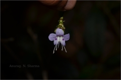 Strobilanthes ciliatus